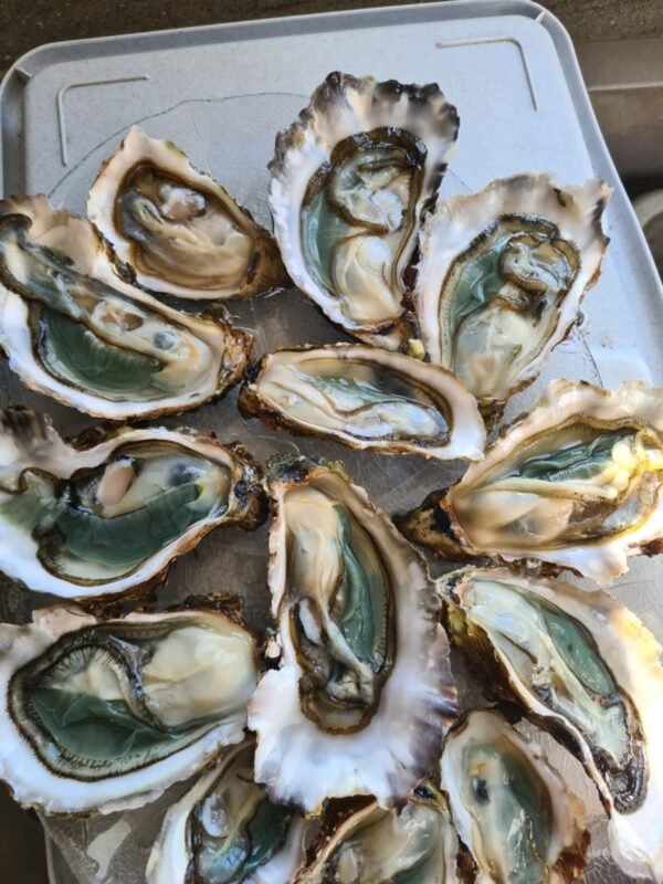 fines de claires vertes huître n° 3 fines de claires vertes huître n° 3