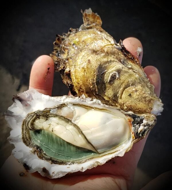 fines de claires vertes huître n° 3 fines de claires vertes huître n° 3