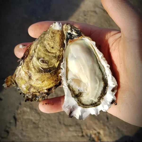 huître n° 3 cœur de claire huître n° 3 cœur de claire