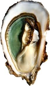 fines de claires vertes huître n°2 fines de claires vertes huître n°2